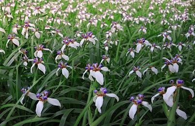 《无主之地4》新预告 聚焦人气角色“小吵闹”